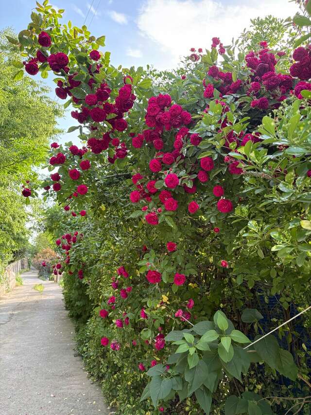 Гостиница Анастасия Туапсе-82